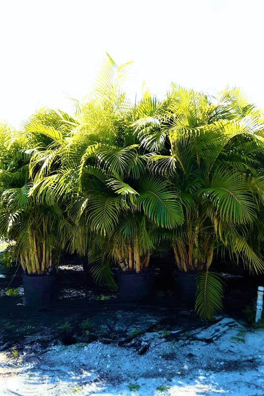 Areca Palm Price