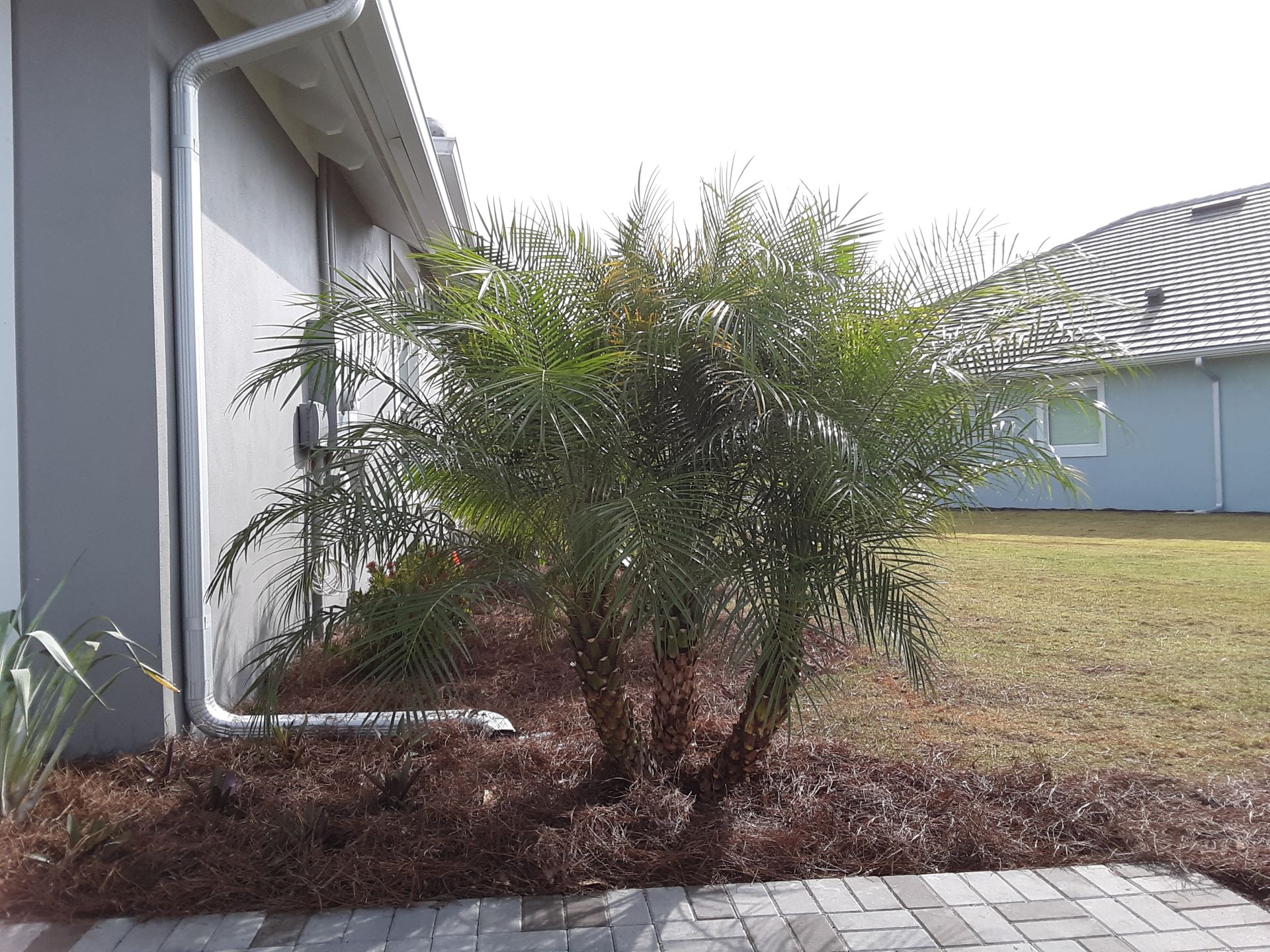 Royal Palm 20 ft. Install Price - Naples Garden Landscaping LLC