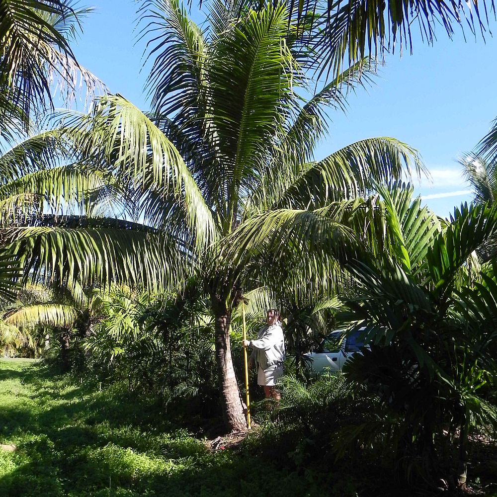 Green Malayan Coconut Palm Tree