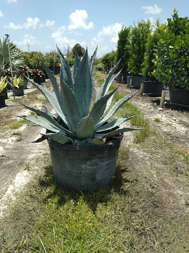 Agave-Gainesville-Blue