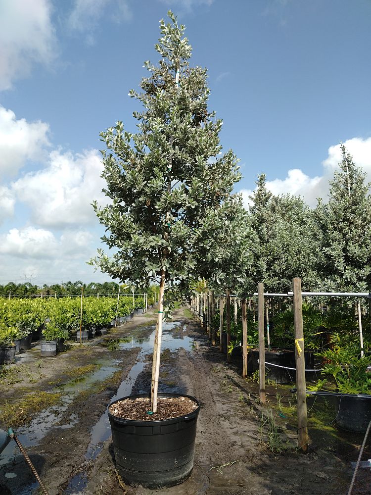 Conocarpus erectus 'Sericeus', Silver Buttonwood