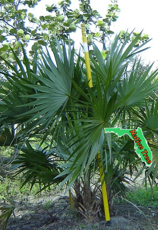 Thatch Palm Sanibel Native