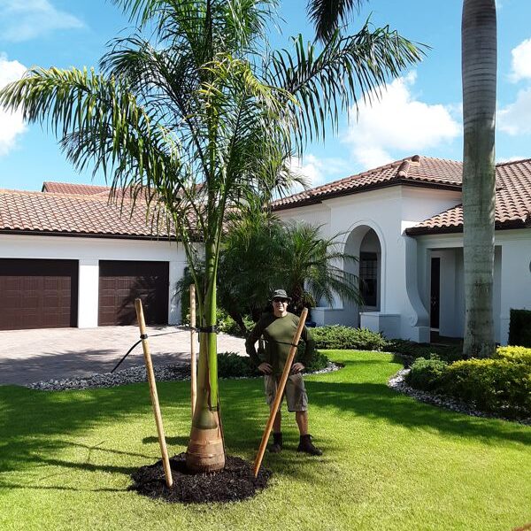 12-14 ft Royal Palm Install Price