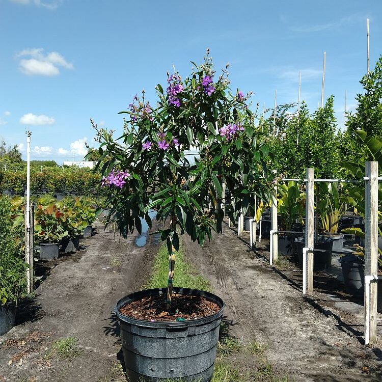 Tibouchina-granulosa-Purple-Glory-Tree
